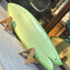 Micah Beutz 6'4" Rotten Fish (Futures boxes)
